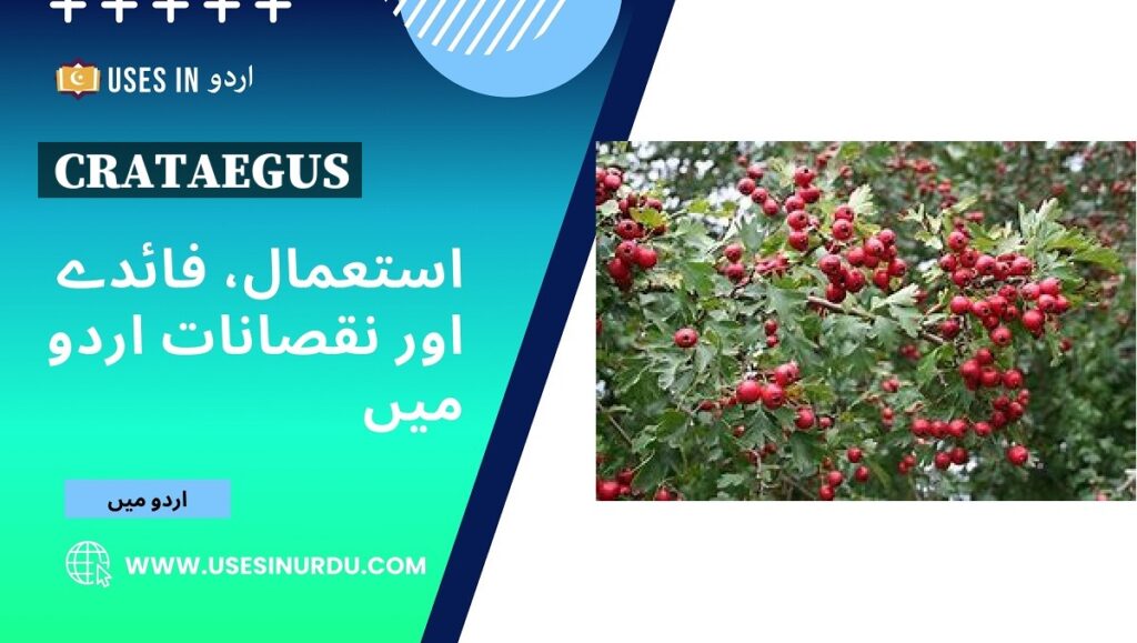 Crataegus