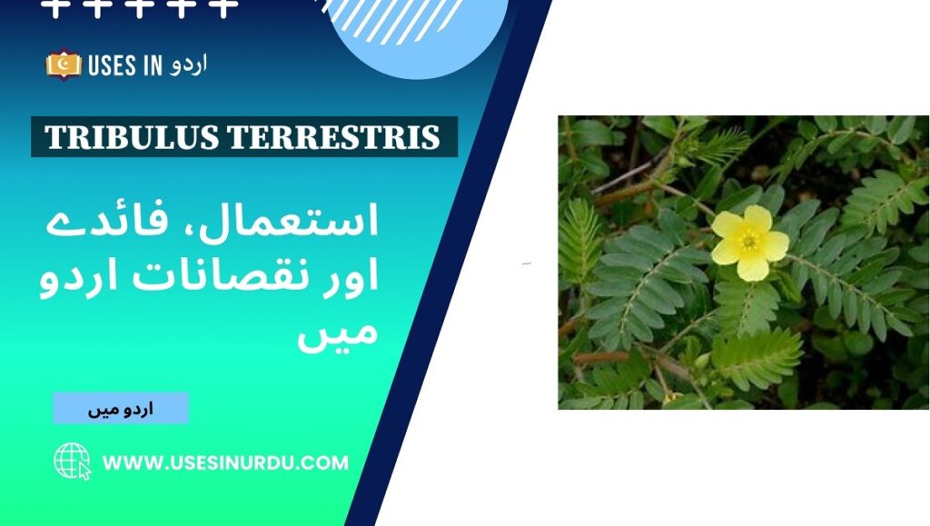 Tribulus Terrestris