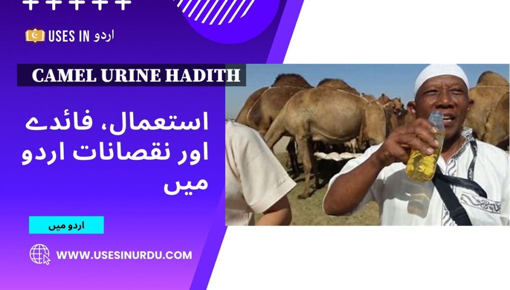 Camel Urine Hadith