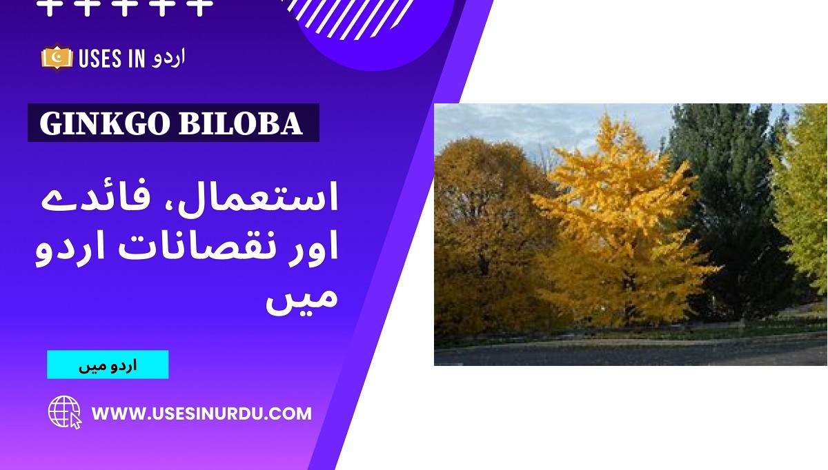 Ginkgo Biloba