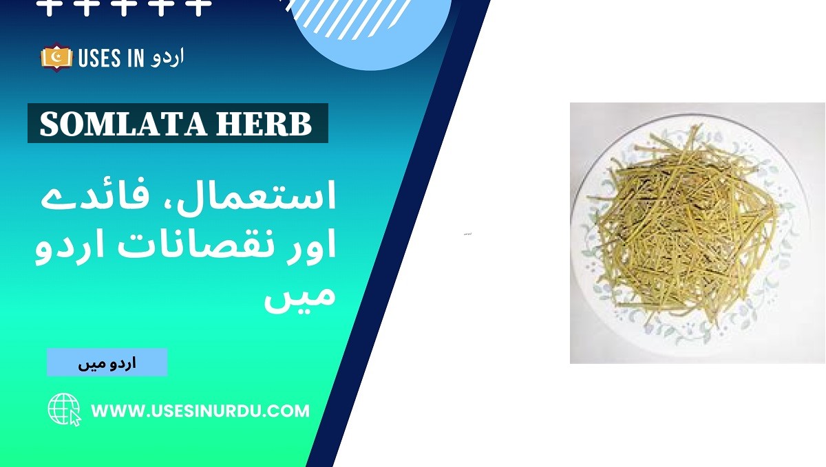 Somlata Herb