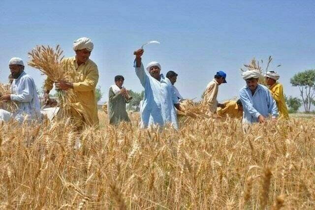 پنجاب حکومت نے کسانوں کے لیے اہم فیصلہ کر لیا