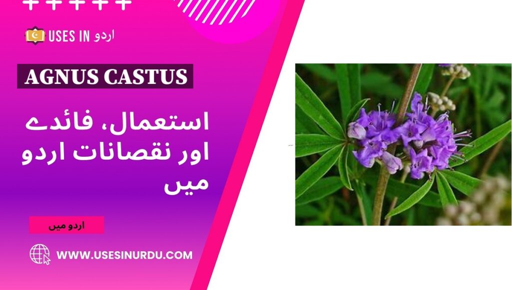 Agnus Castus