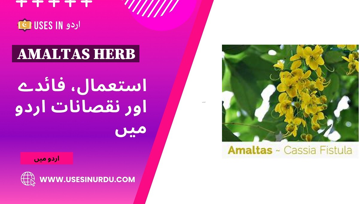 Amaltas Herb