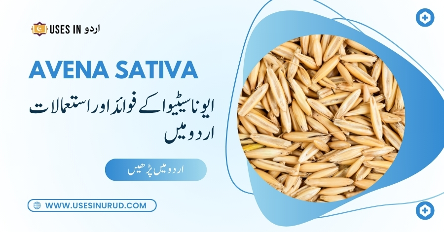 Avena Sativa Uses and Benefits in Urdu