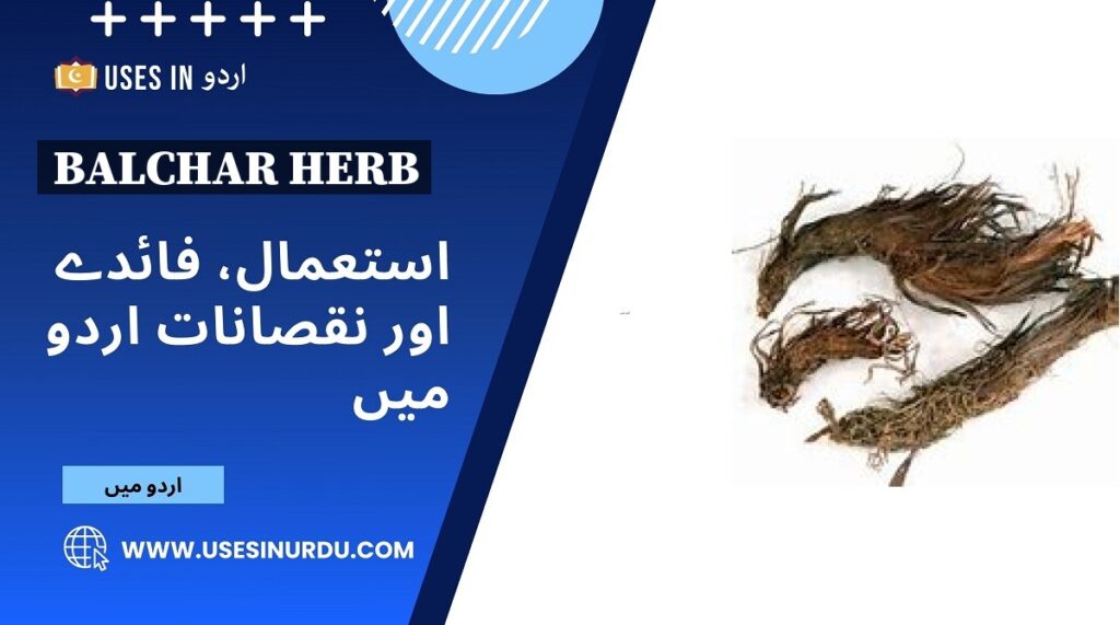 Balchar Herb