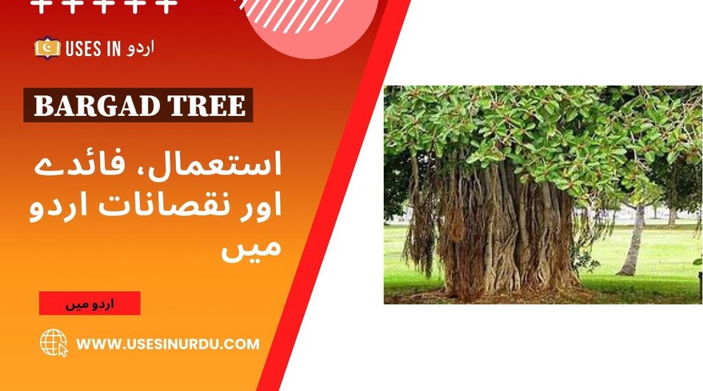 Bargad Tree