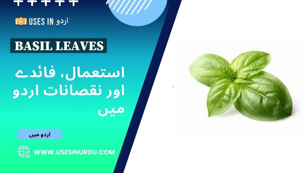 Basil Leaves