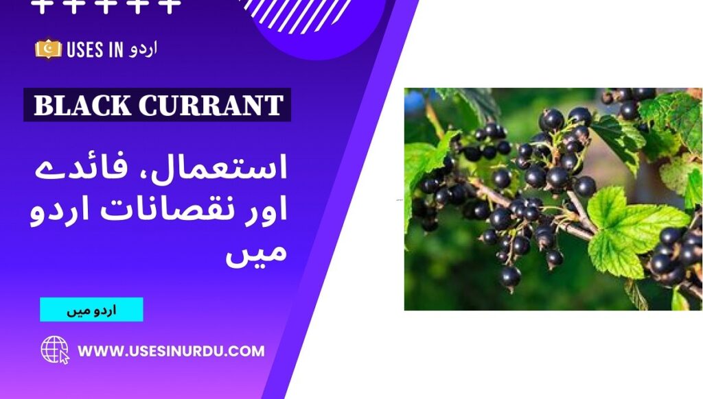 Black Currant