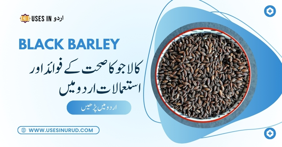 Black Barley Uses and Benefits in Urdu