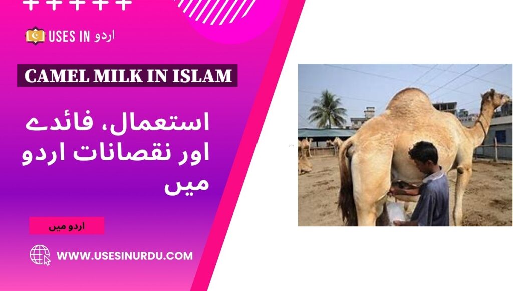 Camel Milk in Islam