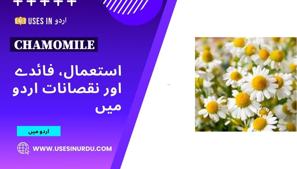 Chamomile