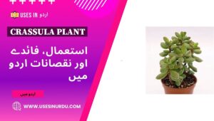 Crassula Plant