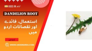 Dandelion Root
