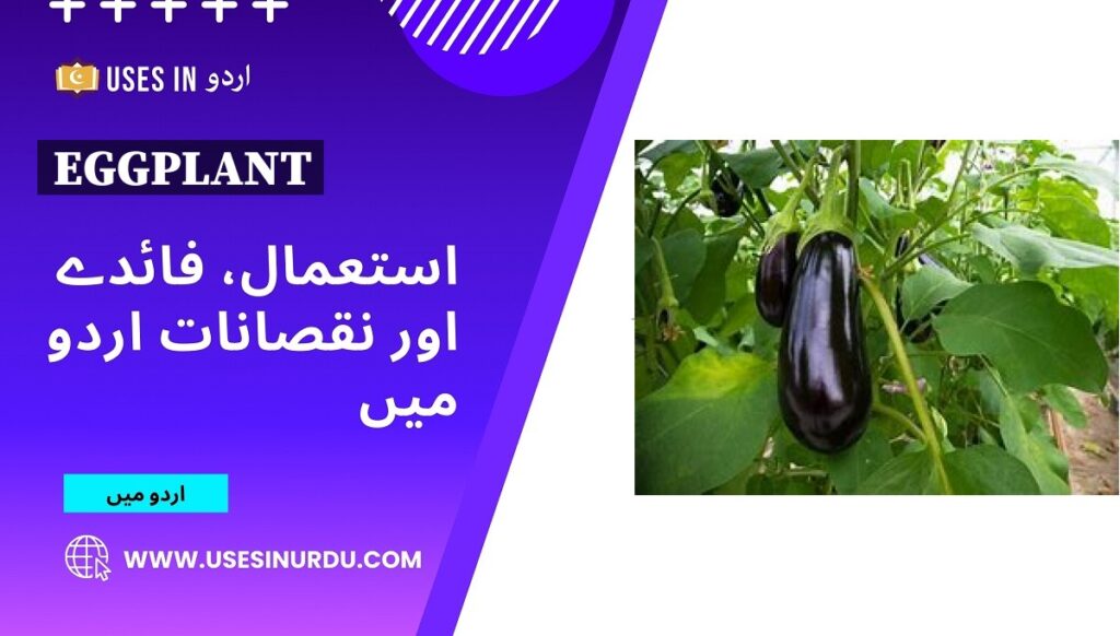 Eggplant