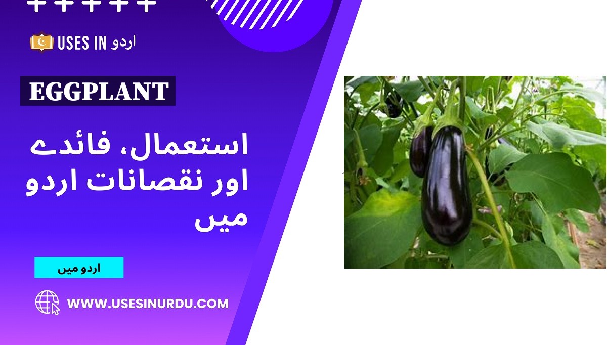 Eggplant