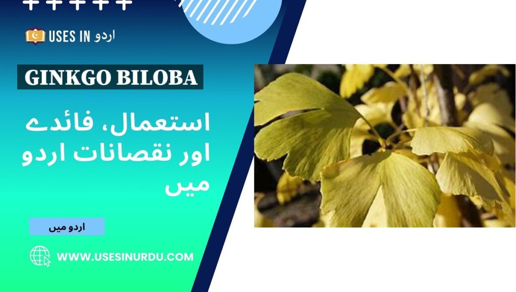 Ginkgo Biloba