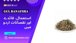 Gul Banafsha