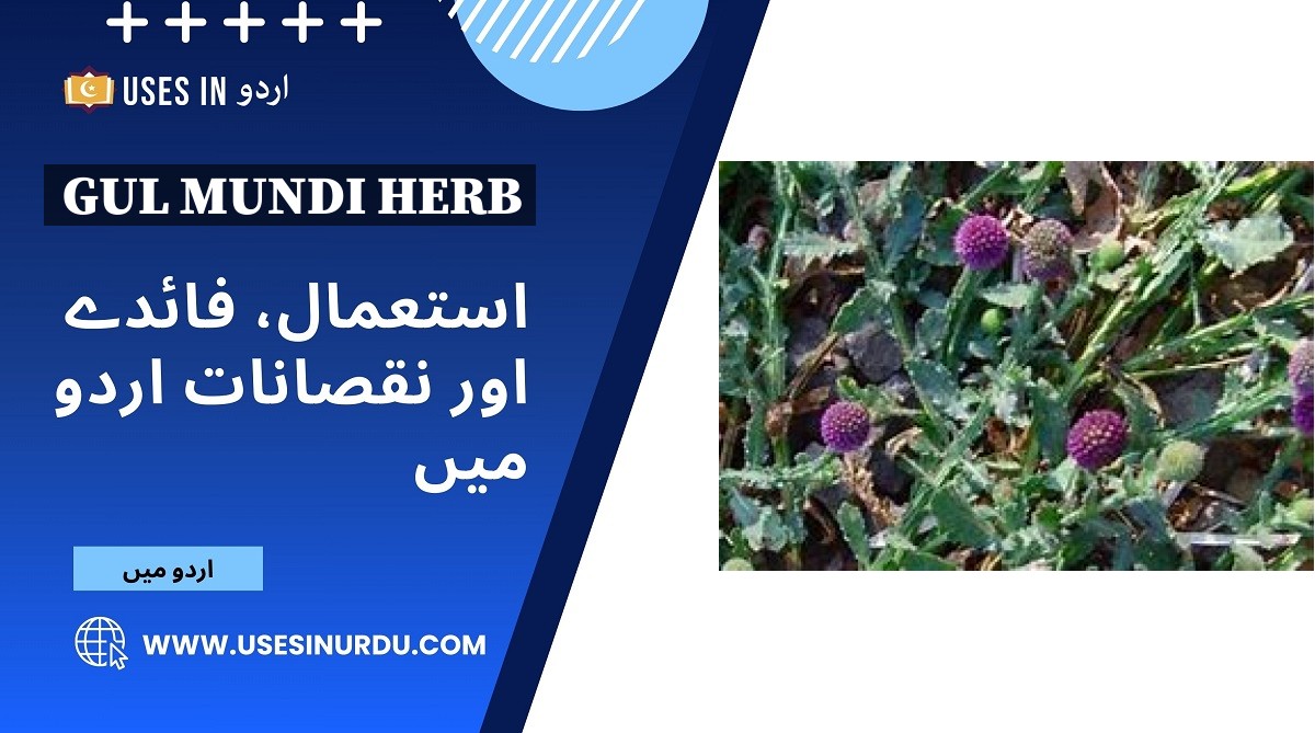 Gul Mundi Herb