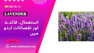 Lavender