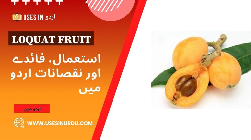 Loquat Fruit