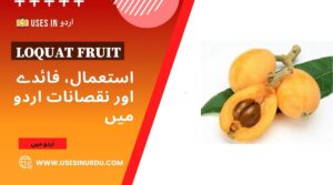 Loquat Fruit