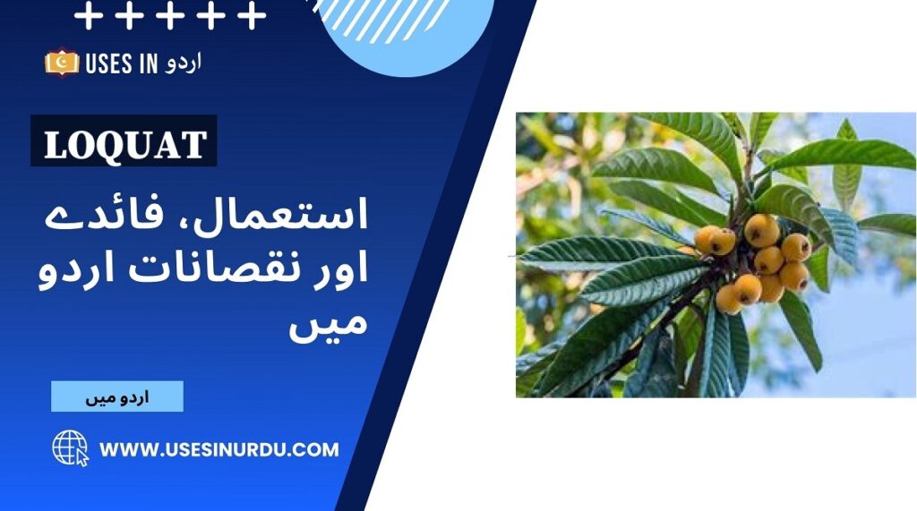 Loquat