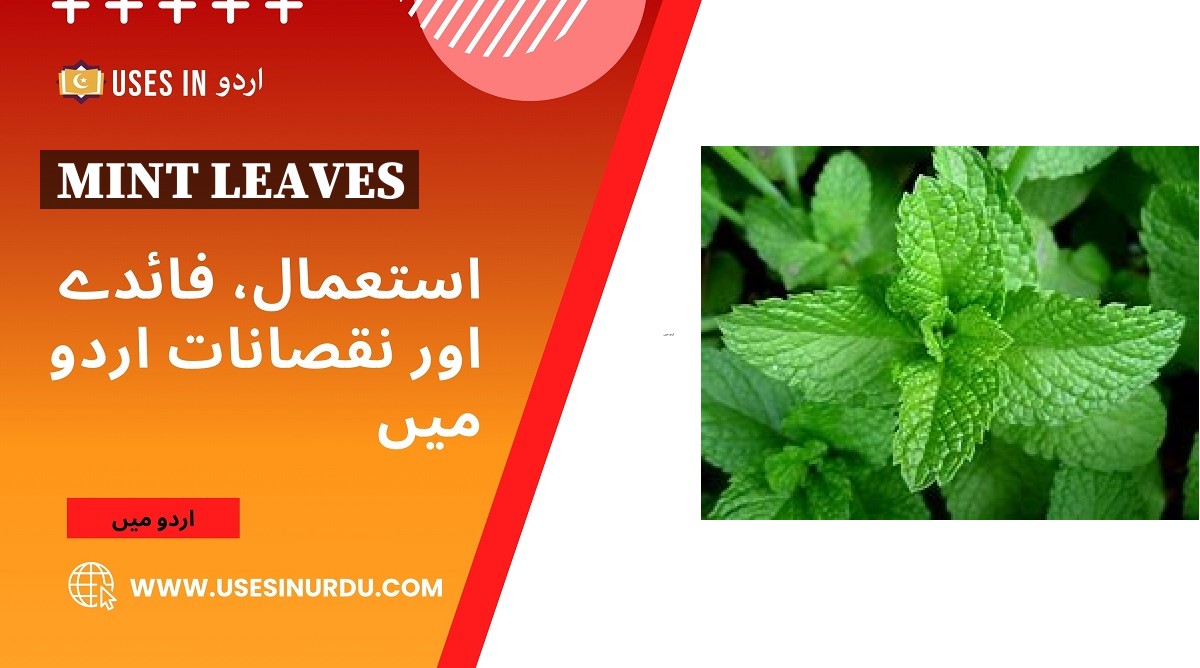 Mint Leaves