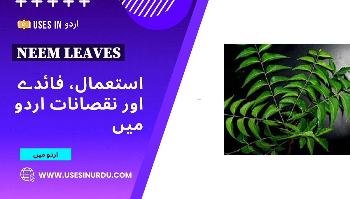 Neem Leaves