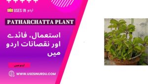 Patharchatta Plant