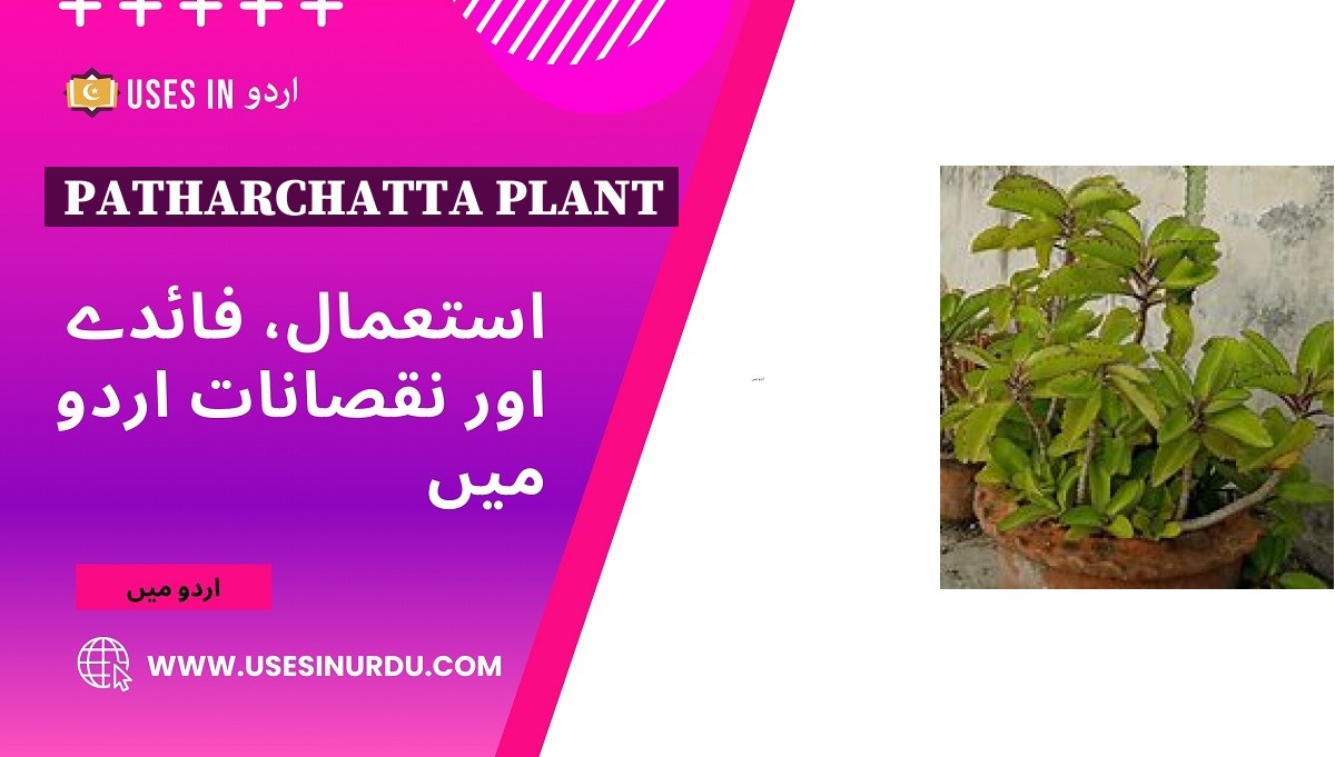 Patharchatta Plant