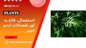 Plants