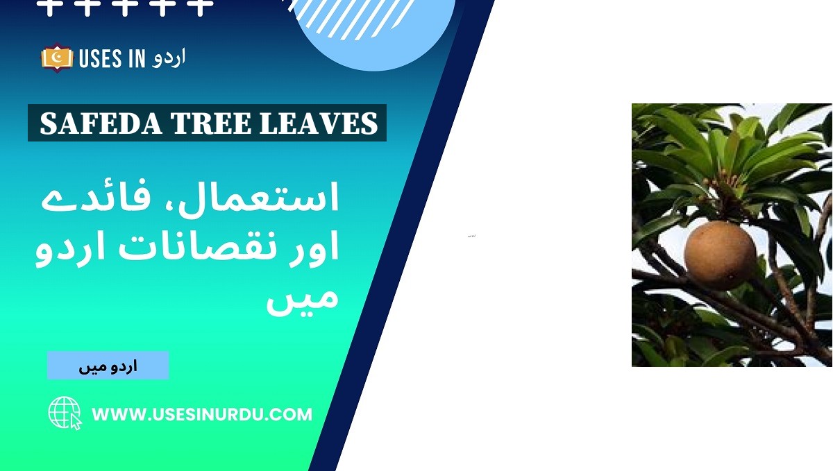 Safeda Tree Leaves