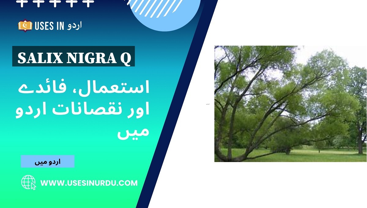 Salix Nigra Q