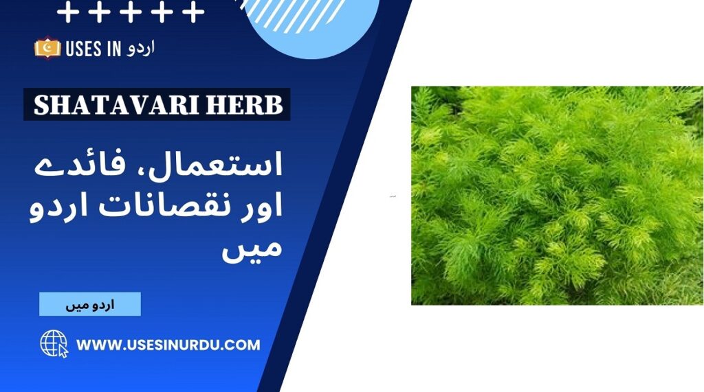 Shatavari Herb