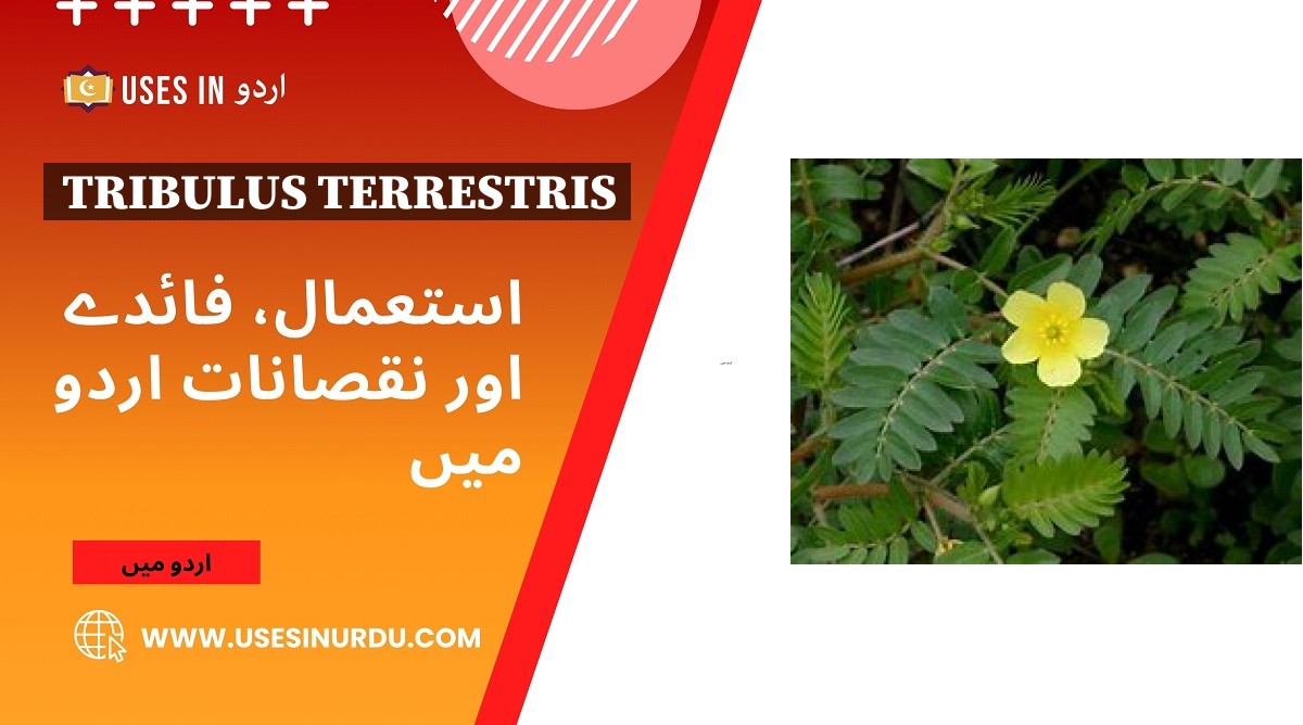 Tribulus Terrestris