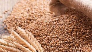وفاقی حکومت رواں سال گندم کی خریداری کرے گی یا نہیں؟ فیصلہ ہوگیا
