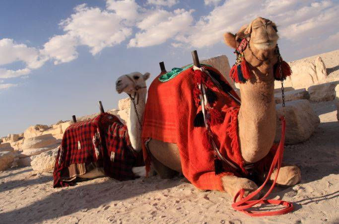 اونٹ کو مختلف زبانوں میں کیا کہتے ہیں؟