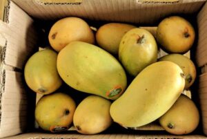دبئی میں سیزن شروع، فی کلو آم کتنے میں فروخت ہو رہے ہیں؟