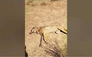 چولستان میں مقامی افراد نے نایاب نسل کا گرے بھیڑیا مار ڈالا