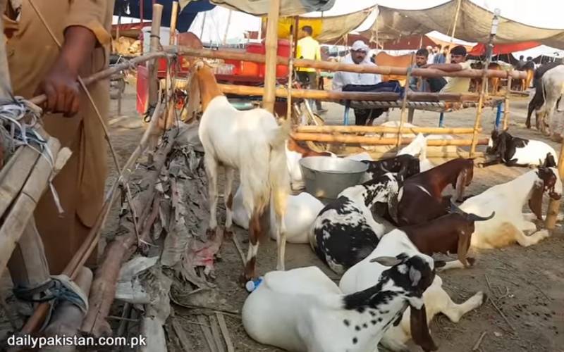 عید الاضحیٰ کے لیے جانور خریدنے والے بیوپاری راستے میں لوٹ گئے