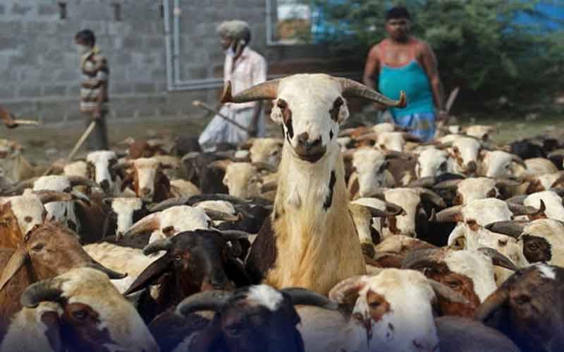 سیہون شریف: بکریوں اور بھیڑوں کا جھنڈ ٹرک کی زد میں آگیا، 30 سے زائد ہلاک