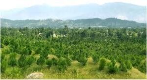 کے پی میں پھل دار اور دیسی درخت لگانے کا فیصلہ