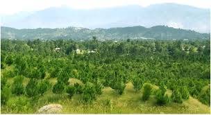 کے پی میں پھل دار اور دیسی درخت لگانے کا فیصلہ