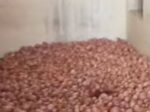 لاڑکانہ، چھٹیوں میں کلاس رومز کا استعمال، ہیڈ ٹیچر نے سرکاری پرائمری اسکول کو پیاز کے گودام میں بدل دیا