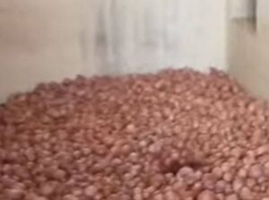 لاڑکانہ، چھٹیوں میں کلاس رومز کا استعمال، ہیڈ ٹیچر نے سرکاری پرائمری اسکول کو پیاز کے گودام میں بدل دیا