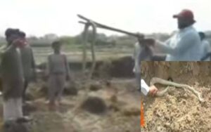 ظفروال؛ کسانوں نے بھارتی نسل کے 10 فٹ لمبے کوبرا سانپ کو پکڑ کر مار دیا