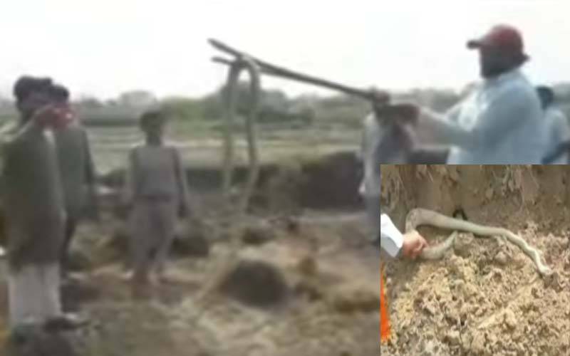 ظفروال؛ کسانوں نے بھارتی نسل کے 10 فٹ لمبے کوبرا سانپ کو پکڑ کر مار دیا