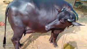 گھوٹکی میں نامعلوم افراد نے بھینس کی زبان کاٹ دی