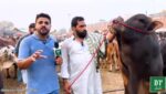 قربانی کا ایک جانور، قیمت 1.5 کروڑ روپے